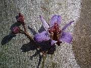 Tricyrtis lasiocarpa